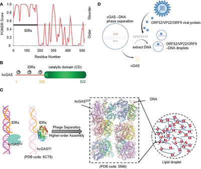 Phase separation in innate immune response and inflammation-related diseases